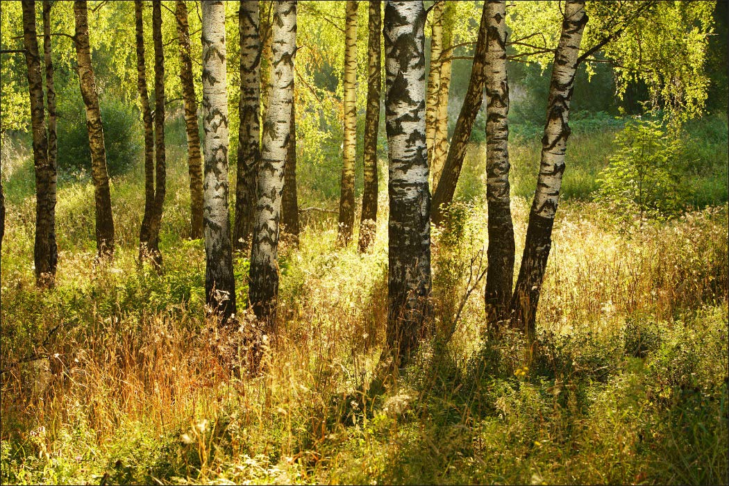Fototapeta Las DRZEWA BRZOZY Natura Pejzaż Widok 3D Roślinność Zieleń Dekoracja Ścienna do Salonu Biura Sypialni Kuchni Modny Wzór XXL 405x270