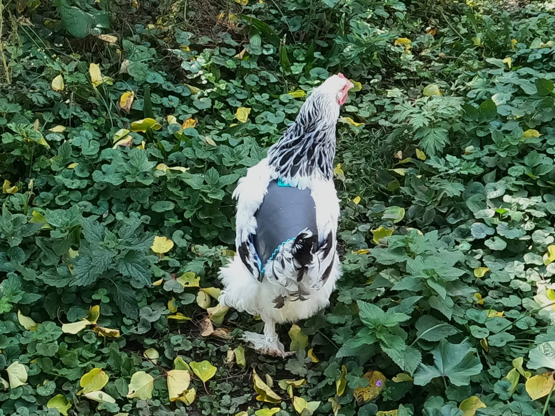 Sella per pollo, pettorale per pollo, protettore a molla, protezione per schiena polli, vero cuoio fatto a mano (1, grigio-marrone con cucitura a onde, XL)