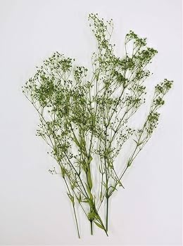 Amazon | takeda かすみ草 S (グリーン) | TAKEDA | ドライフラワー