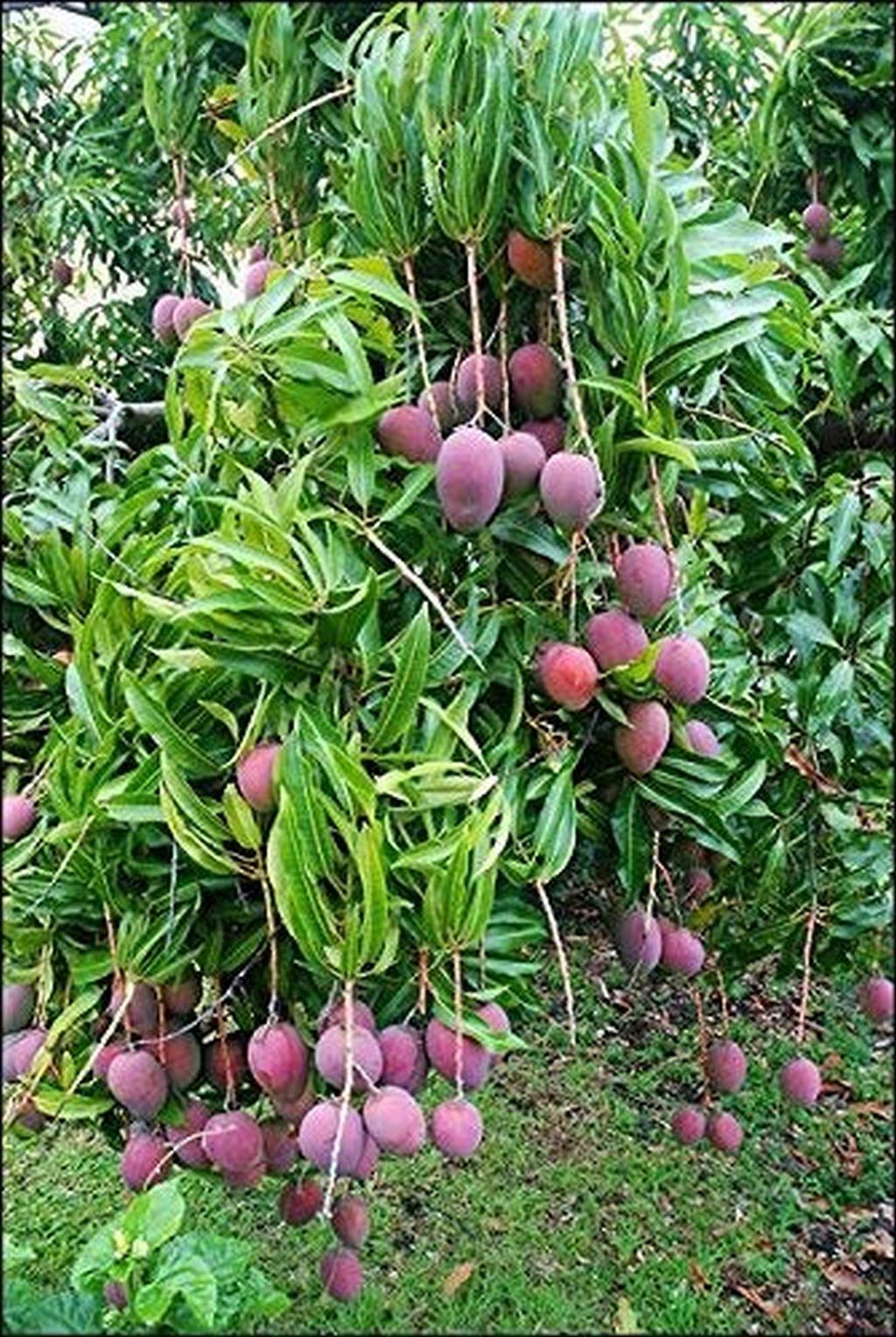 Creative Farmer Gardens Rare Exotic Tropical Fruit Dwarf Thailand Red Mango Plant (PLANT-4-MANGO#A16ll@) (B08P5RLNZ8) Amazon Price History, Amazon Price Tracker