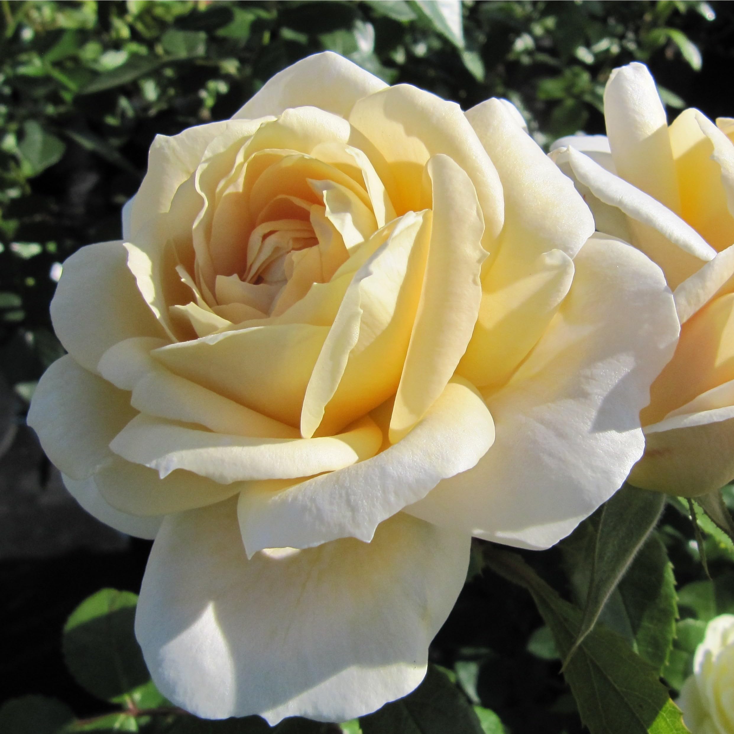 Champagne Moment - 5.5lt Potted Floribunda Garden Rose Bush - Rose of the Year Winner, Cream Blooms, Fragrant, Repeat Flowering
