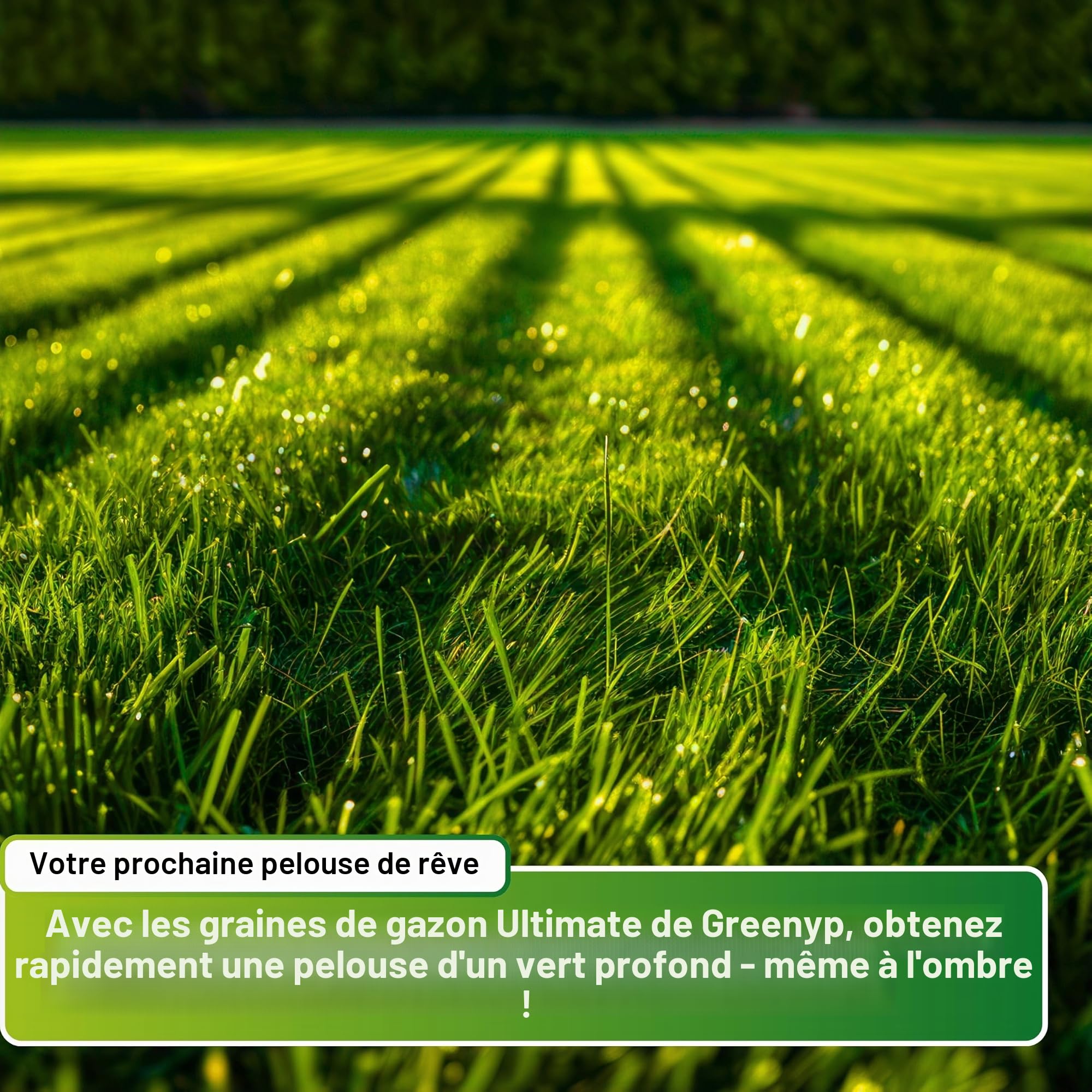 Greenyp® Ultimate - Gazon ombragé RSM de qualité supérieure avec 100 % d'herbes RSM - 5 kg pour 200 m² - Graines de gazon pour les endroits ombragés et secs