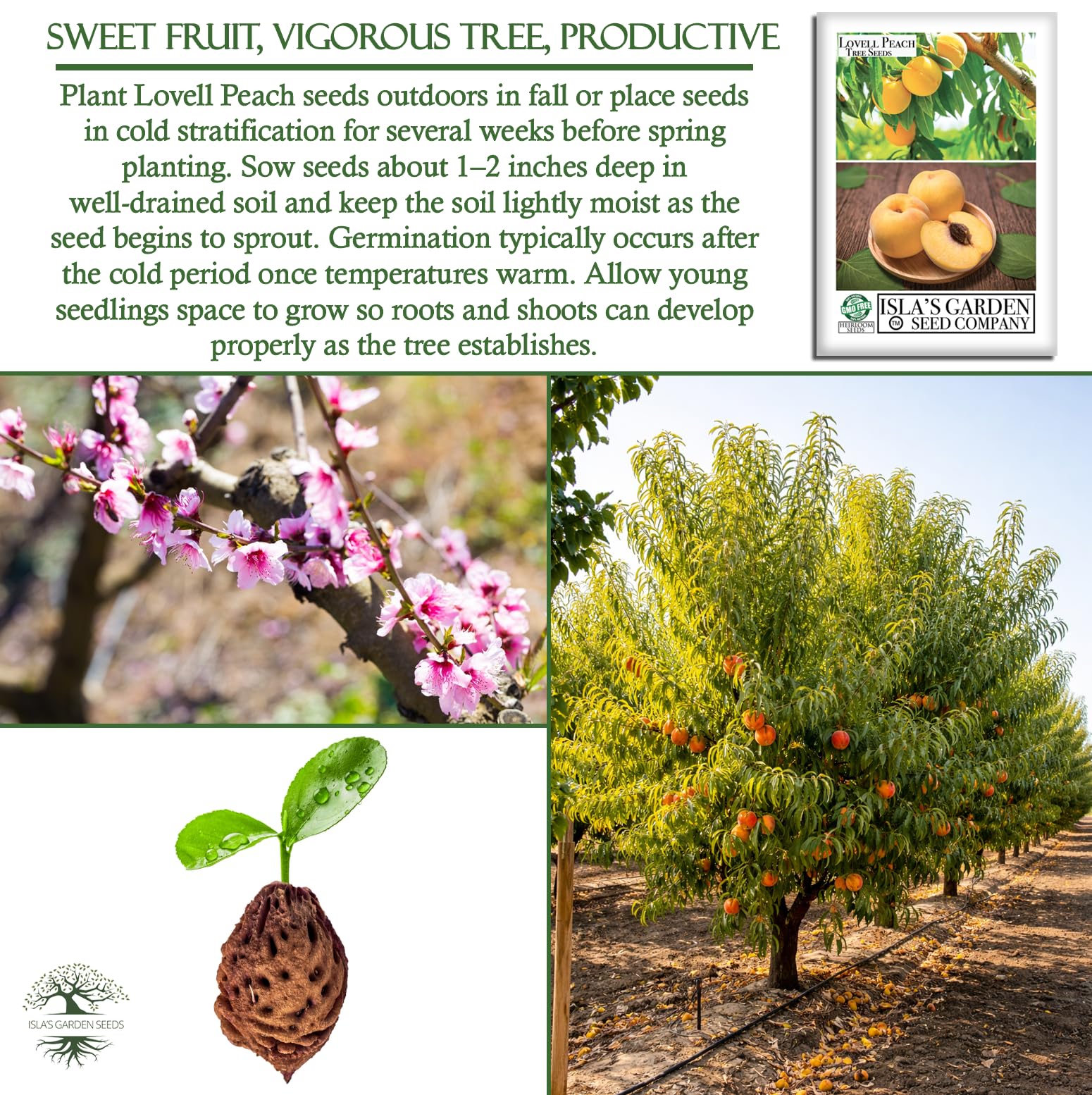 Amazon.com : Lovell Peach Tree Seeds (Prunus persica)  2 Heirloom Non-GMO  Seeds by Isla's Garden Seeds, Classic Sweet Peach Variety, Grow Your Own  Backyard Orchard Tree, Delicious Summer Fruit, Gift Idea :
