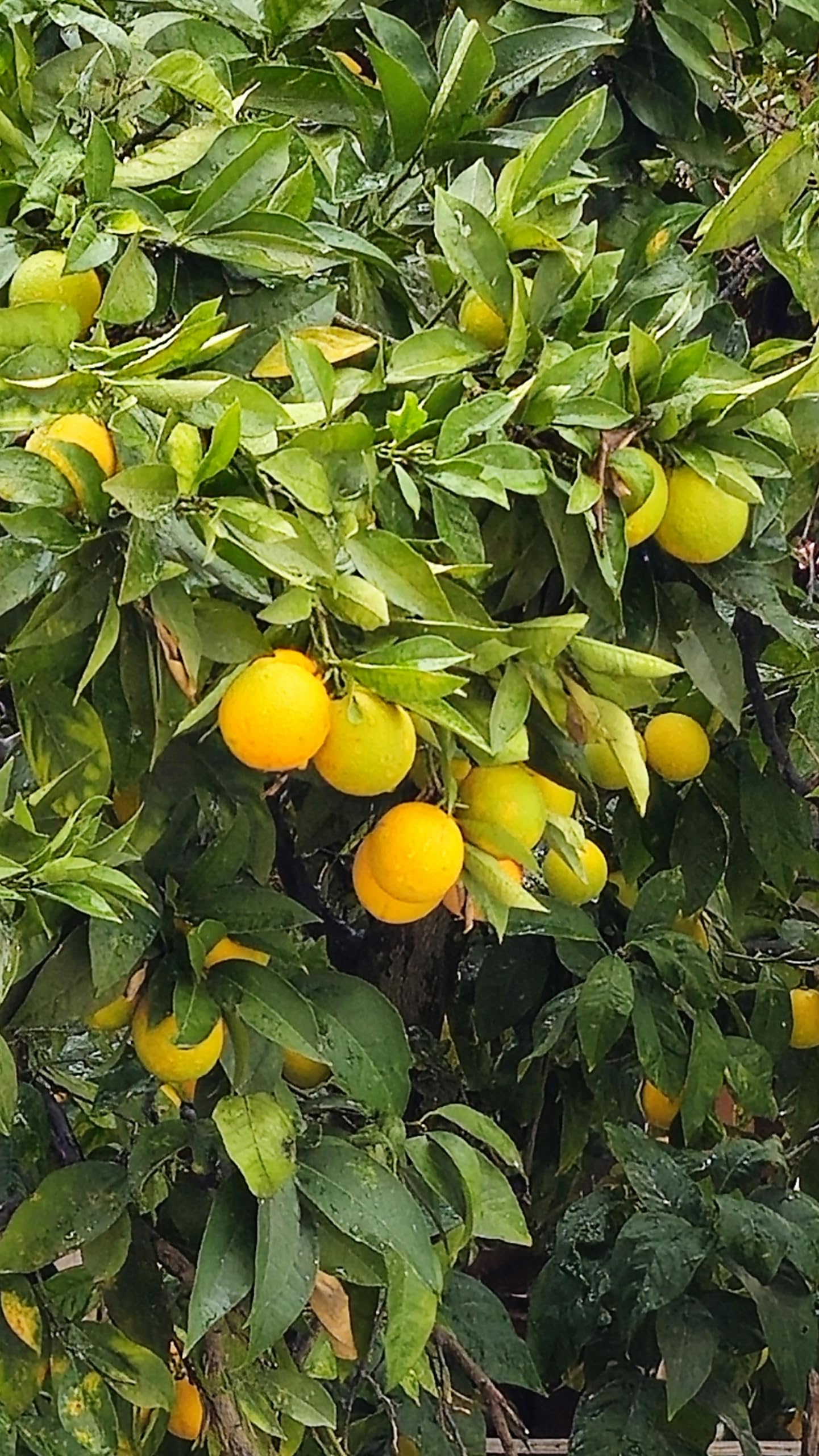 Ponthier YUZU PÜREE Japanische-Zitrus-Frucht-Püree Yuzumark 1kg für Frucht-Yuzukosho-Smoothie-Sorbet-Quark-Gelée-Saft-Sake ausgewählte Früchte bester Qualität (1, 1kg)