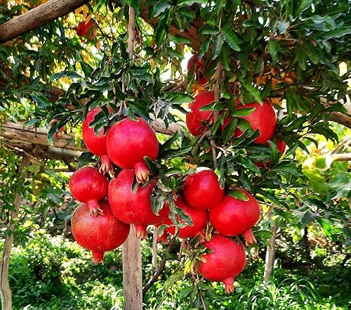 Miniatura 6 de Semillas de granado - Más de 50 unidades - para plantar Punica Granatum Anar Dalim Granate Pomegrenate Fruta roja Árboles antiguos Perennes Cultiva