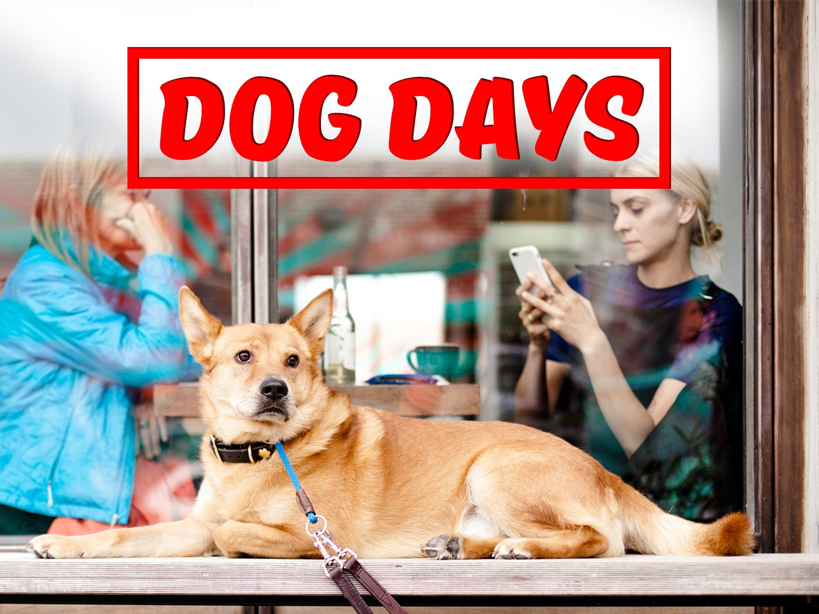 How To Get A Dog Agent