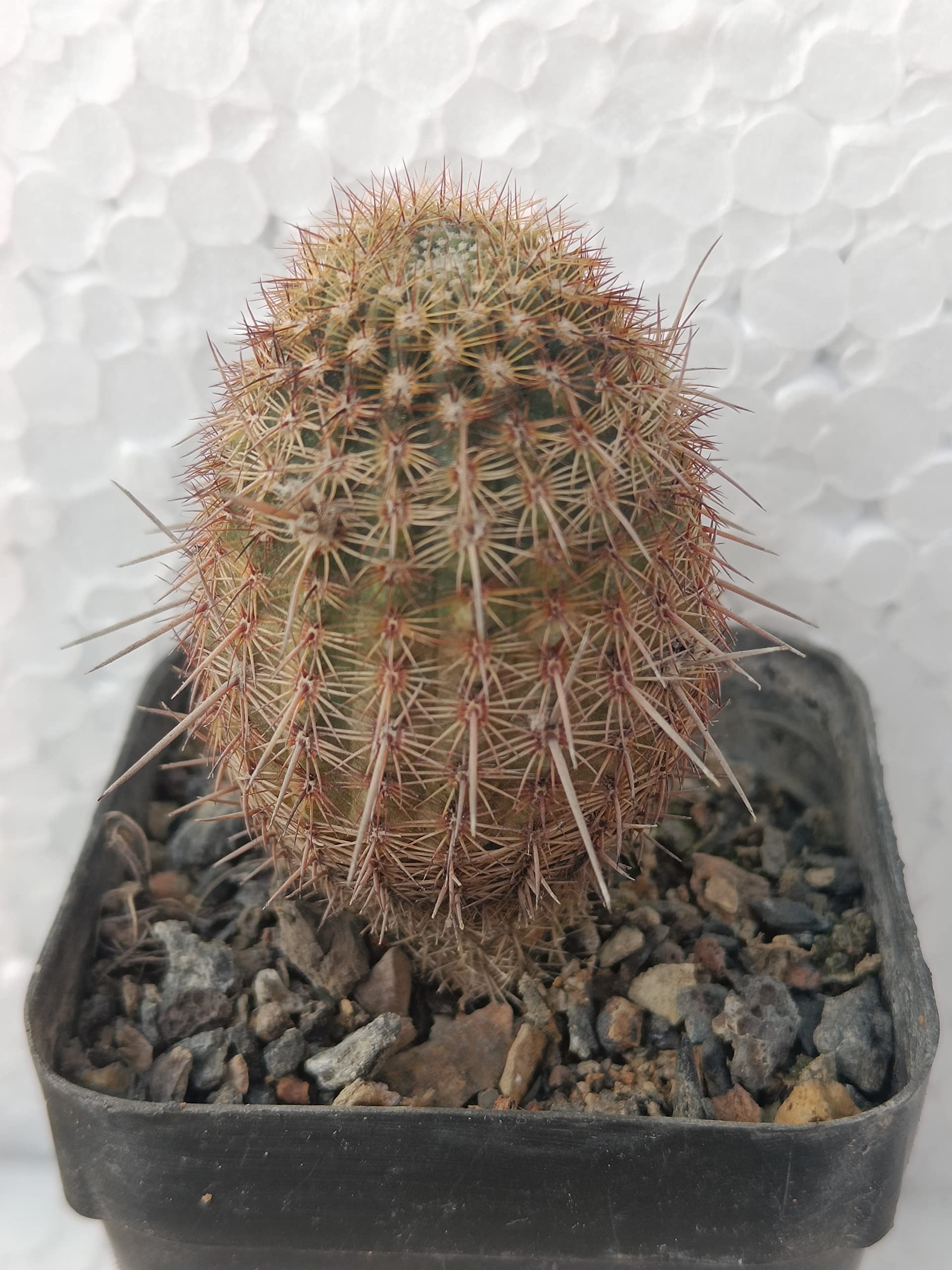 PASSION GARDEN/NOTOCACTUS RUTILANS LIVE CACTUS PLANT (B0BSG2WNQ8) Amazon Price History, Amazon Price Tracker