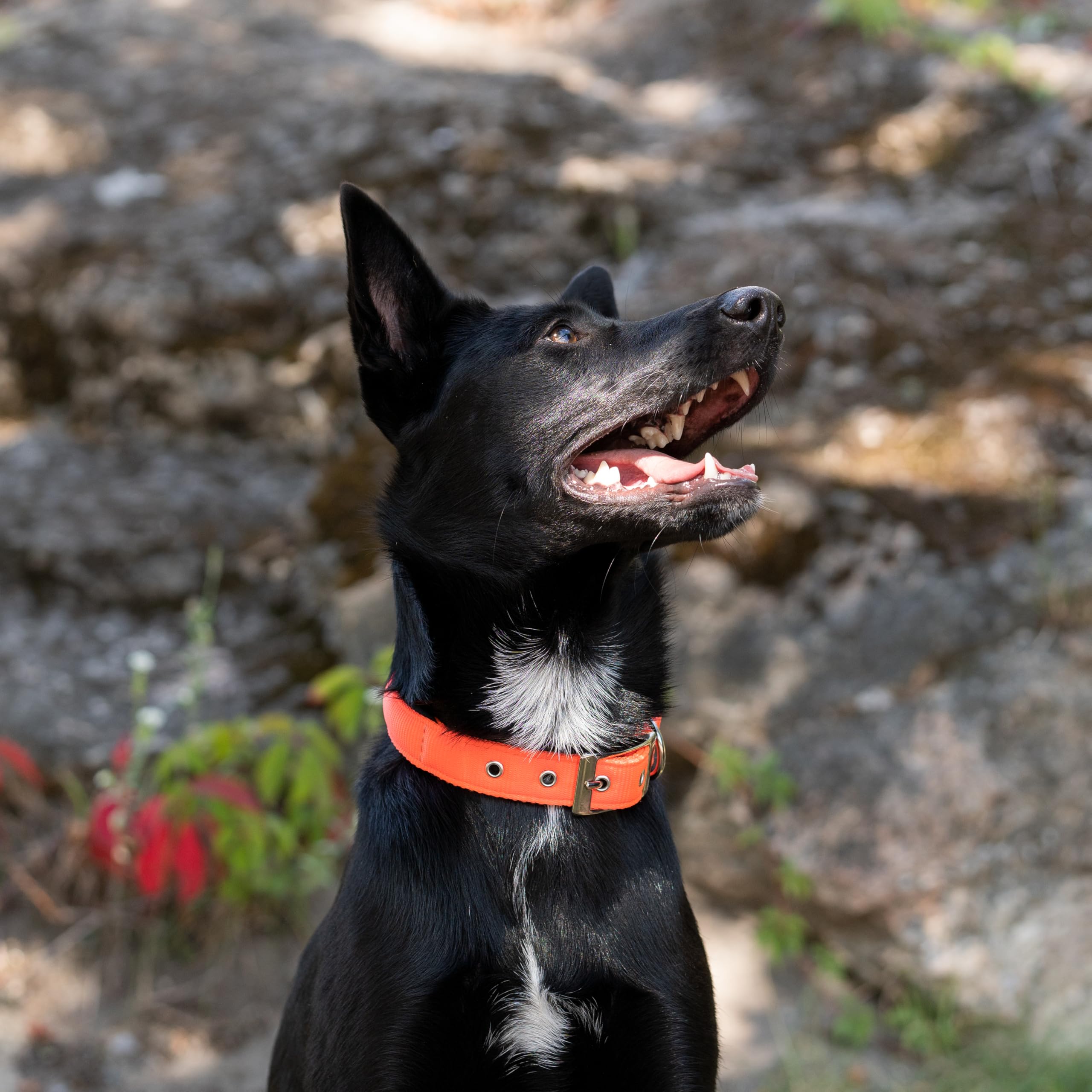 Ferplast Dog Collar Medium Large Size Dog Collar in Padded Nylon Adjustable Metal Buckle, Neck Size 34-42 cm, Grey - Image 3