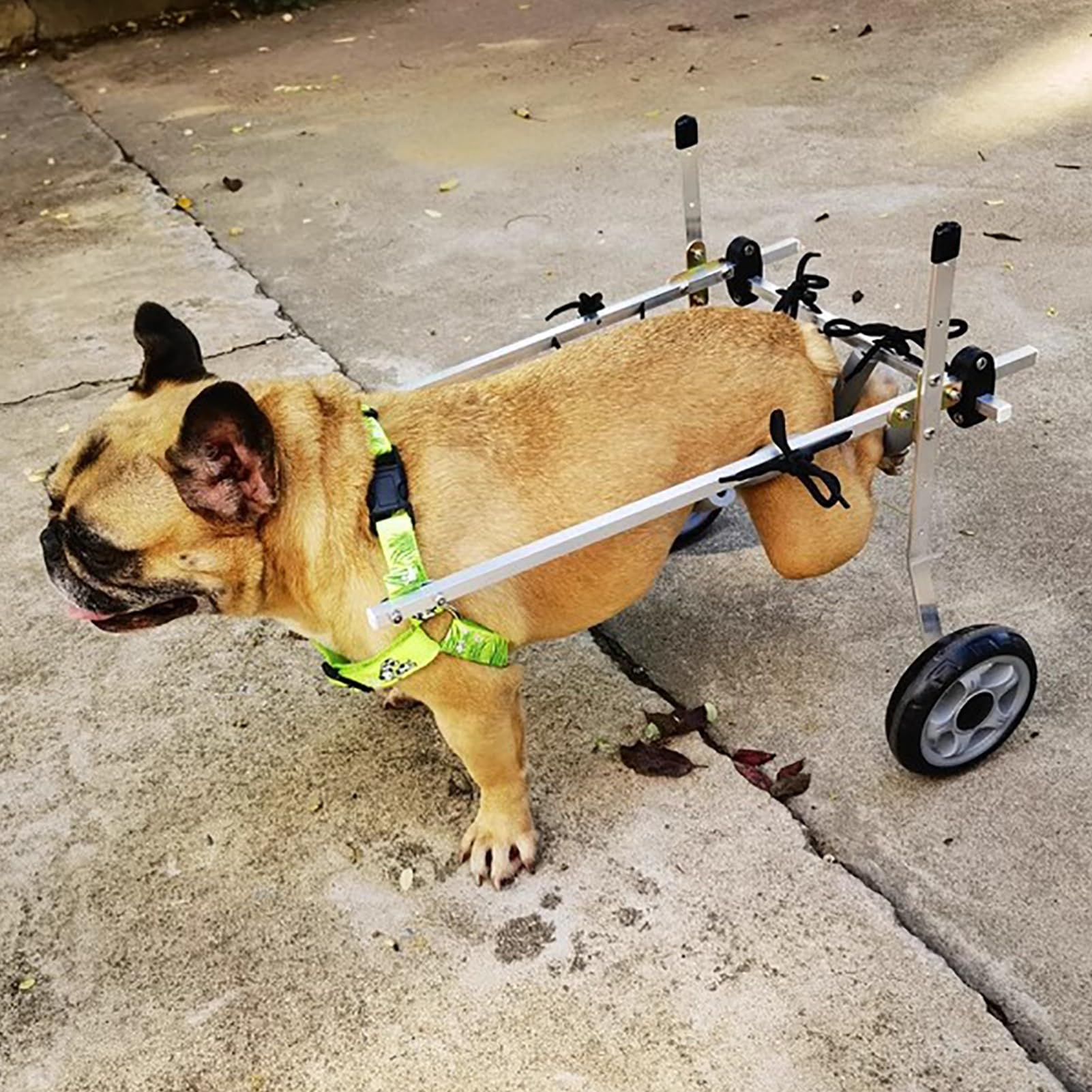 Chariot pour chien XS léger tout-terrain pour retrouver la liberté des promenades