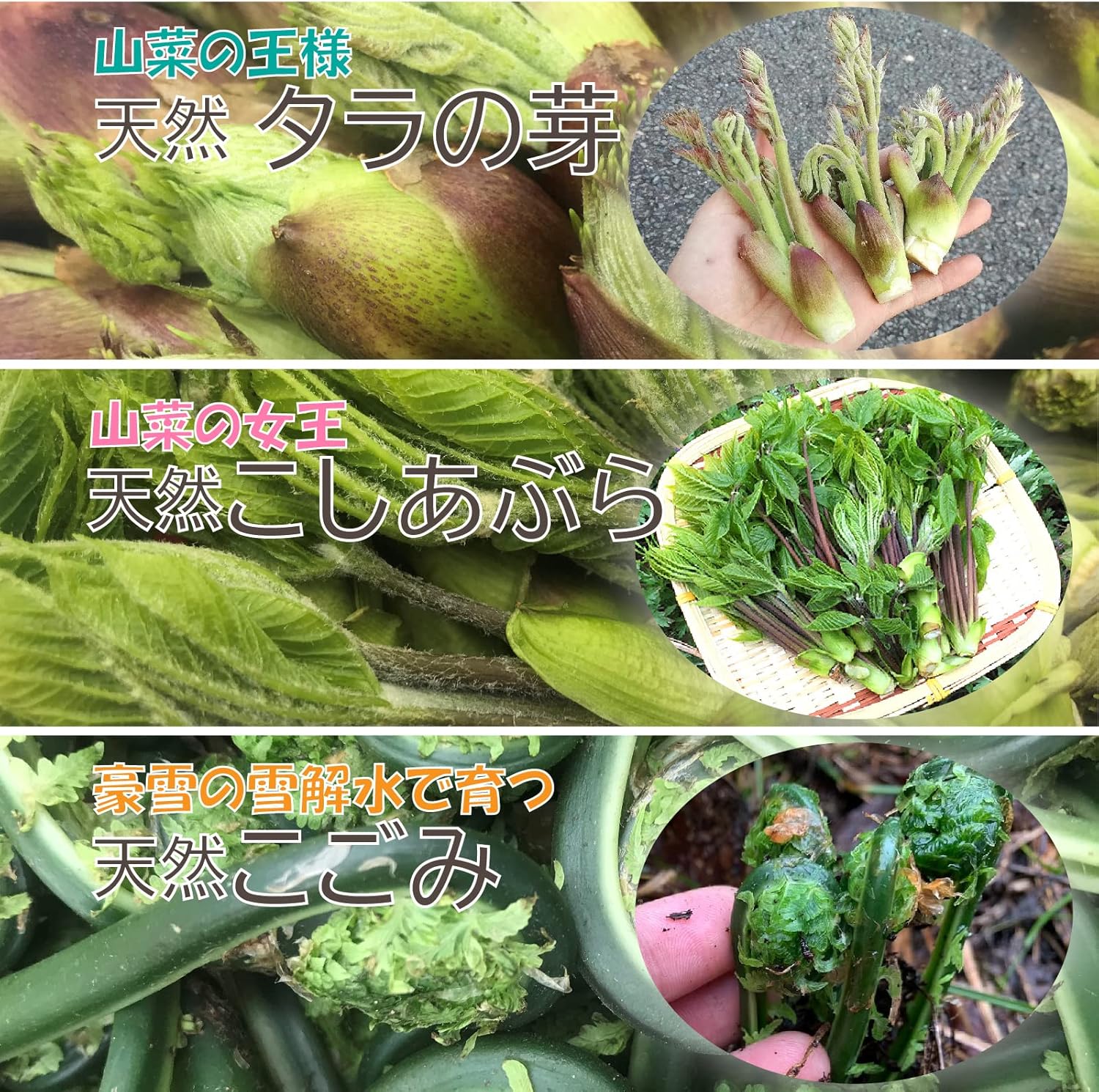 Amazon 新潟 魚沼産 豪雪地帯の 天然 山菜 新3種詰合せ たらの芽 コシアブラ こごみ 約500g 口いっぱいに広がるほろ苦い春の香り 保冷剤同梱 新潟 自然ざんまい特急便 こごみ 通販