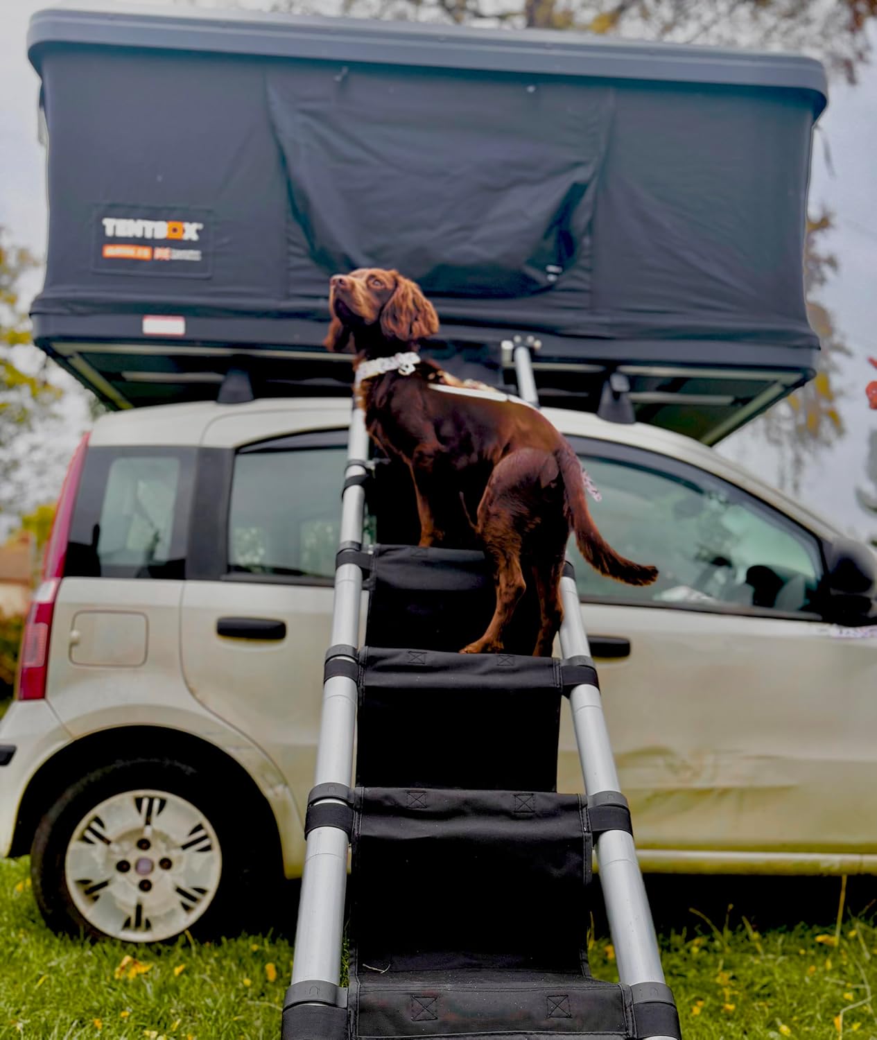 Roof Tent Accessories - Universal Ladder Steps Attachment ONLY with Sturdy Acrylic Plates, Dog Friendly, Sensory Friendly - 6 Steps Suitable for 7.5Ft (2.3m) and 8.5Ft (2.6m) Telescopic Ladders