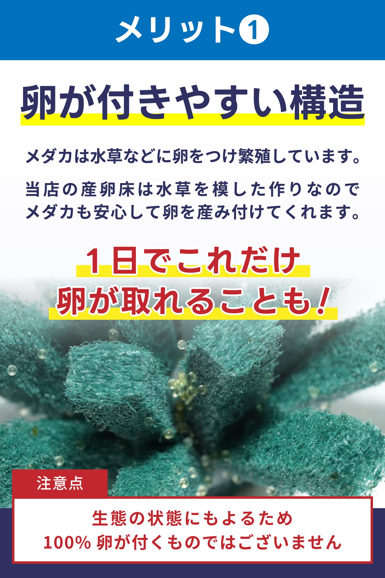 Amazon | 産卵床 メダカ 【日の丸めだか】 沈むタイプ 8個セット