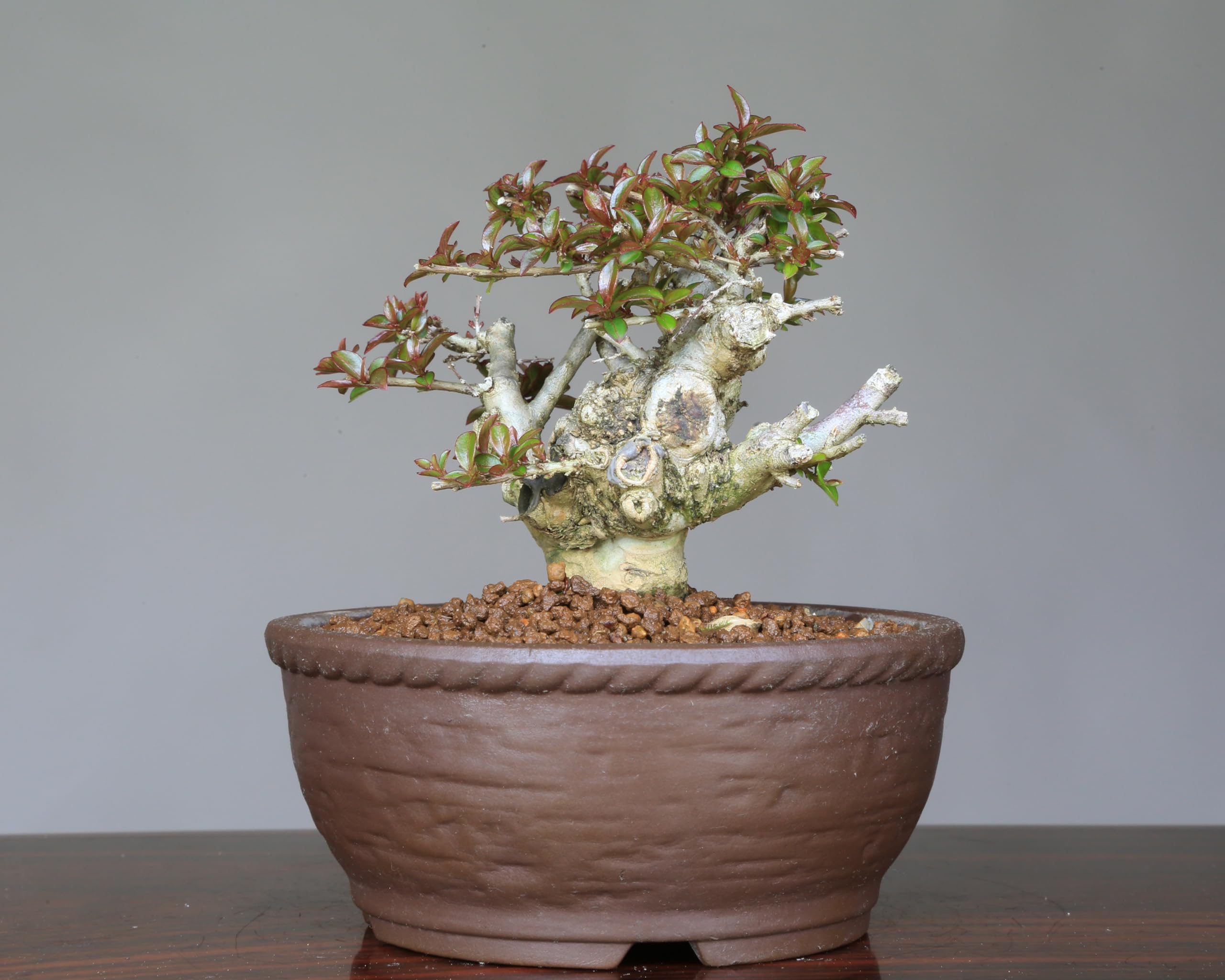 Amazon.co.jp: 八房品種『姫サルスベリ』百日紅 ミニ盆栽【泰寿園