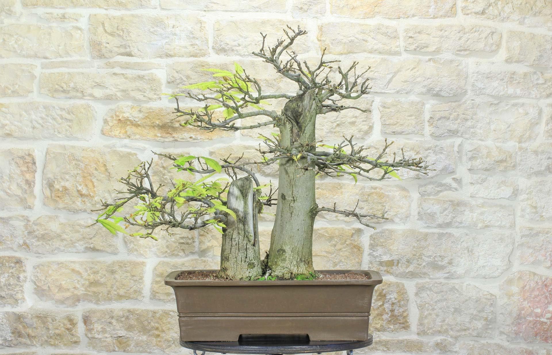Bonsái Yamadori de castaño (3)