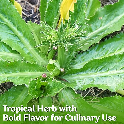 Miniatura 4 de Semillas Culantro para Plantar (Eryngium foetidum) 300 Semillas sin OGM