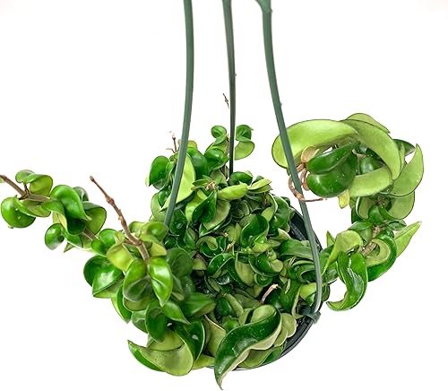 Vista 12 de Hoya Compacta también conocida como cuerda hindú Hoya Hoya disponible en maceta de 2 pulgadas Planta purificadora de aire