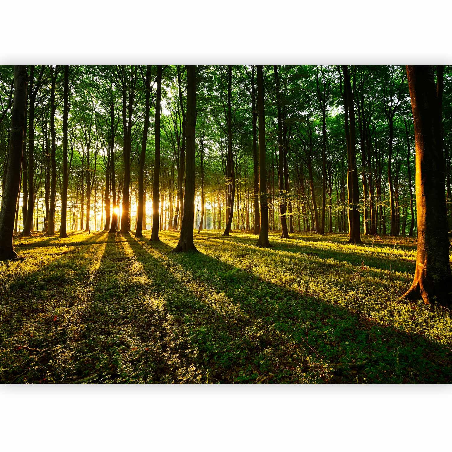 murando Photo Wallpaper 100x70 cm Non-Woven Premium Art Print Fleece Wall — image 1