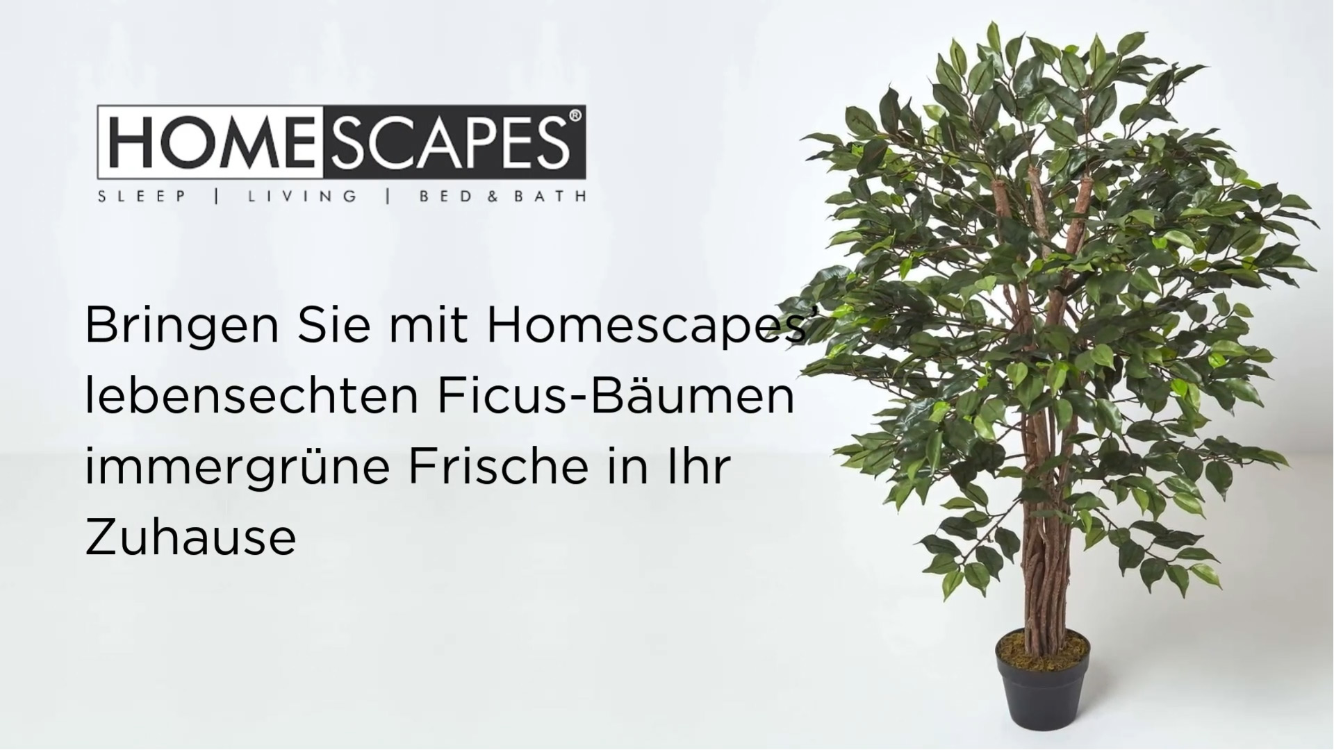 pflanzabstand kirschlorbeer Kirschlorbeer Rotundifolia (Prunus laurocerasus 'Rotundifolia') | 175-200  cm im Topf