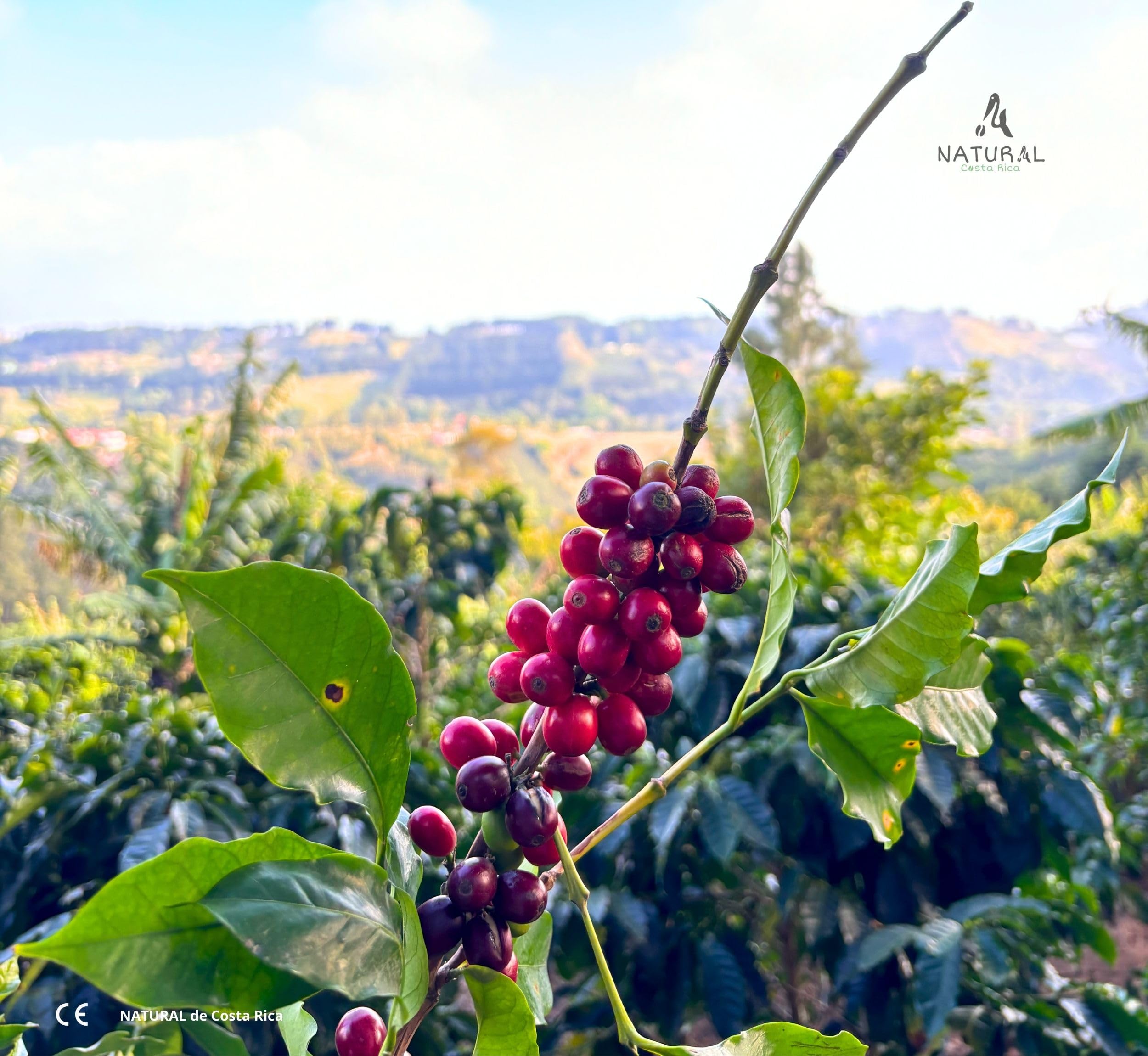 NATURAL de Costa Rica | 1kg | CAFÉ en Grains Naturel Premium Non Torréfié| Café Grains de Spécialité 100% Arabica Gourmet Variété CATURRA| Coffret Cadeau | Café Naturel Origine Costa Rica