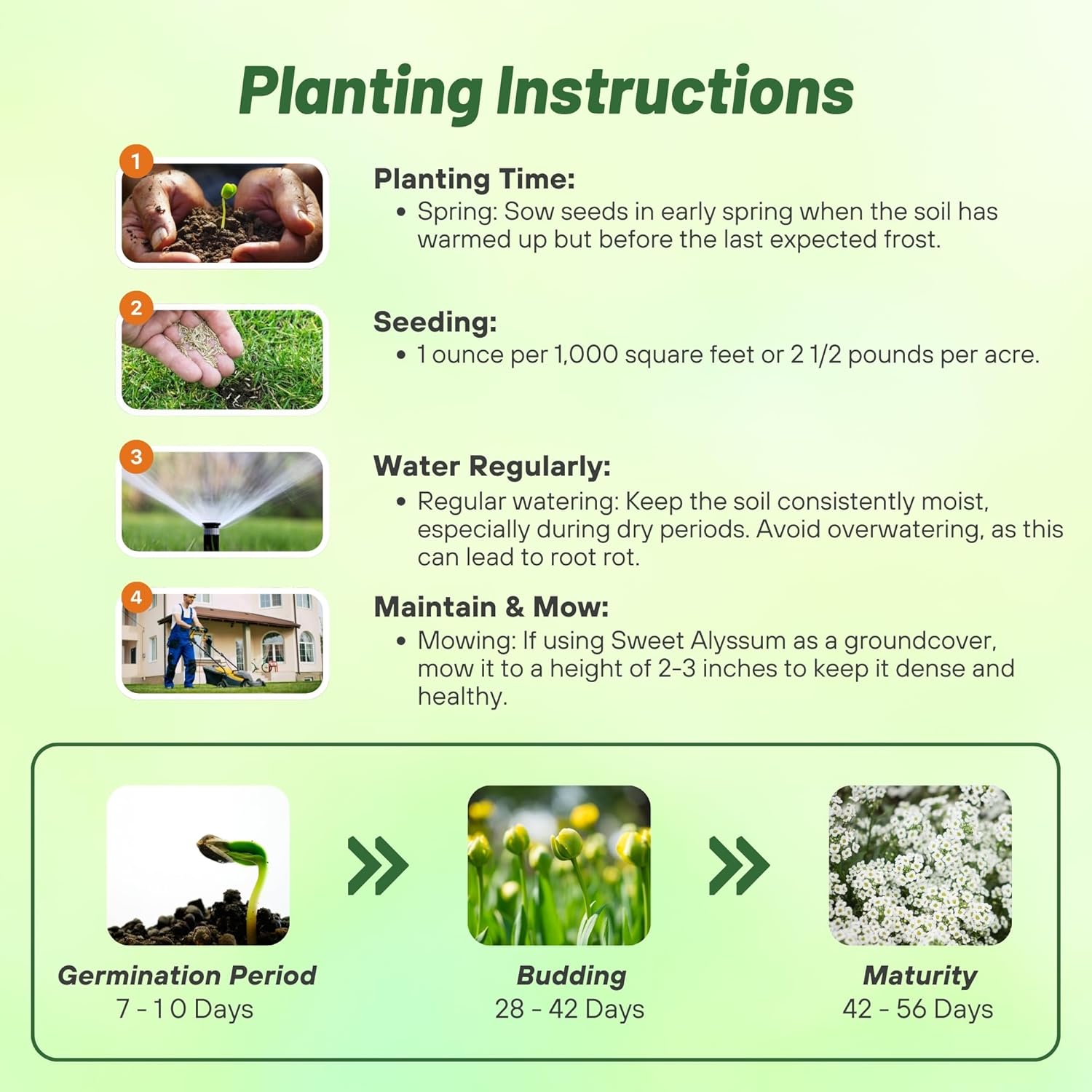 Outsidepride Perennial Sweet Alyssum Seeds - 1 lb. White Lobularia Maritima Seeds for Ground Cover, Pollinator-Friendly Gardens, Drought-Tolerant Landscaping, Easy-to-Grow in USDA Zones 7-9