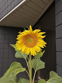 Hundredfold Mammoth Grey Stripe Giant Sunflower 20 Heirloom Seeds - Helianthus annuus Attract Songbirds Song Birds and Honeybees Bees, Packed & Shipped in Canada