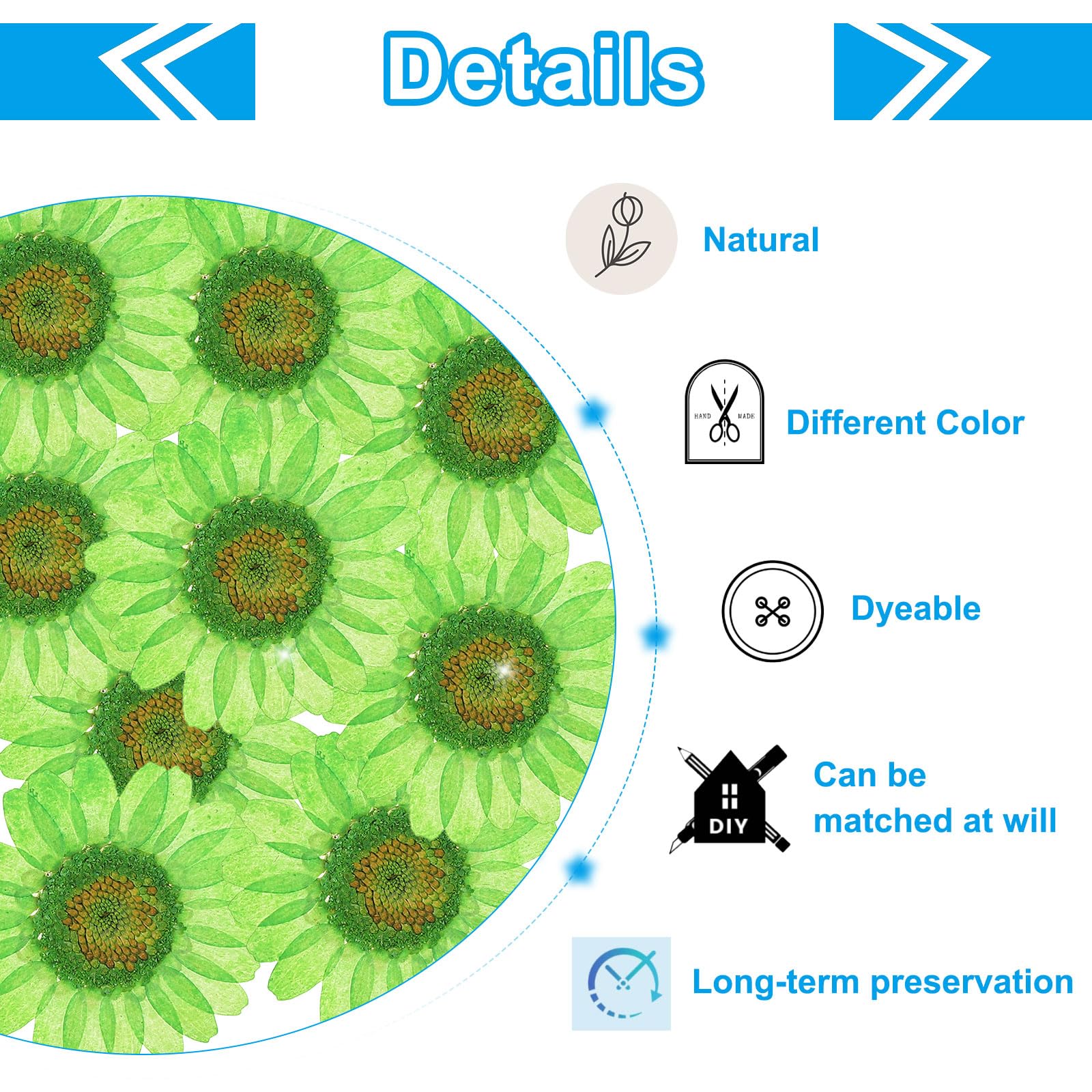 PATIKIL 48 Pcs Dried Pressed Flower Natural Dried Daisy Flower for DIY Art Crafts House Decoration Nails Decoration,Dark Green - Image 3