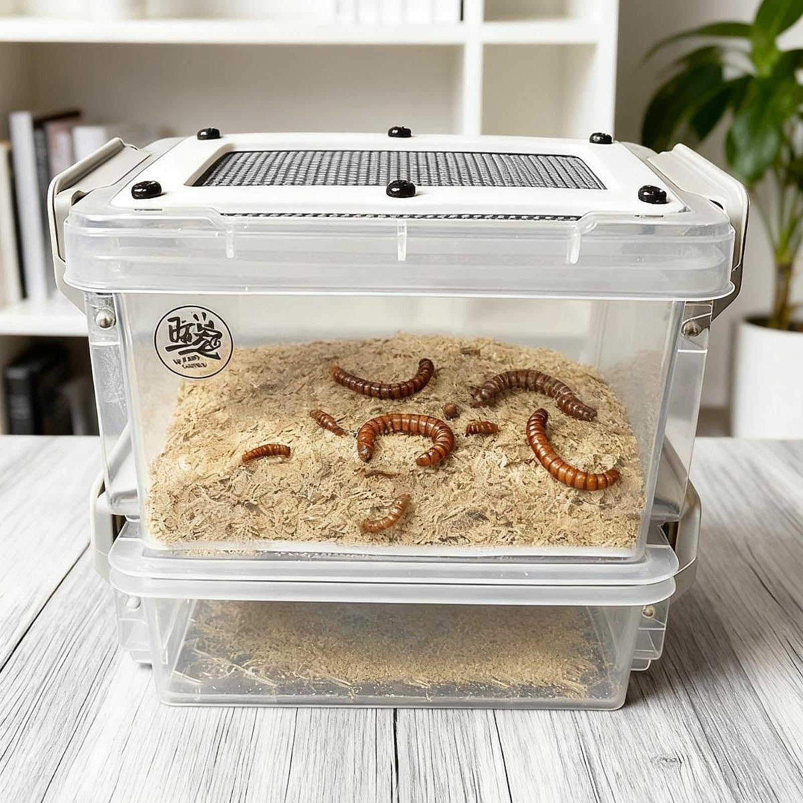 爬虫類餌繁殖用ケース 12セット Amazon | Generic コオロギ飼育ケース 餌昆虫繁殖容器 ポータブル