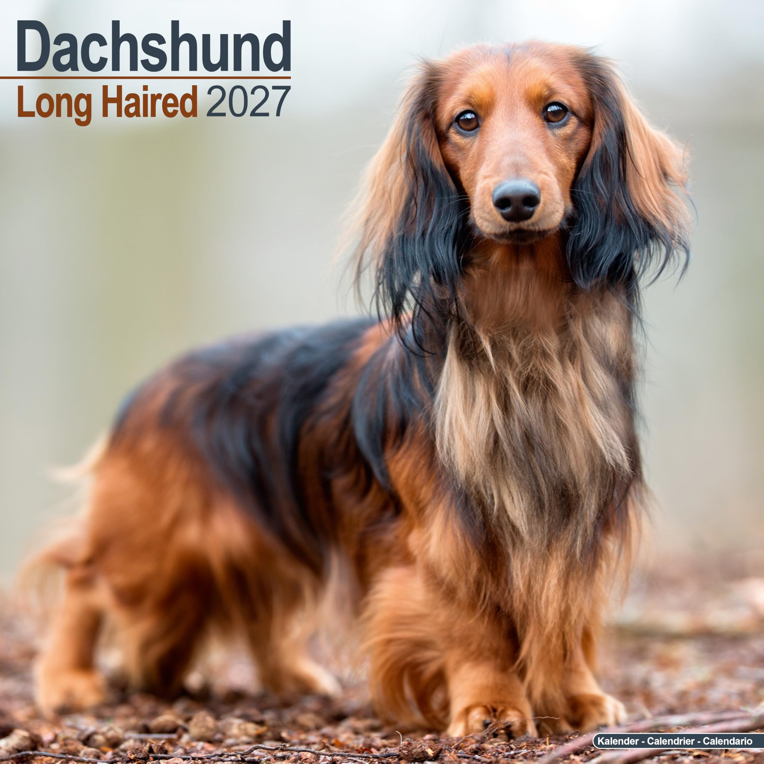 Long Haired Dachshund Calendar 2027, Wall Calendars, Month To View, Dogs, Gift