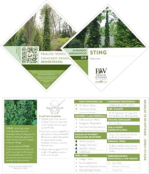 Proven Winners 2 Gal. Sting Arborvitae Shrub