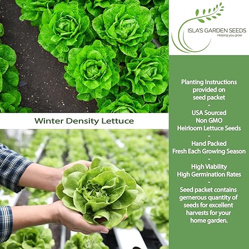 Miniatura 2 de Semillas de lechuga de densidad invernal para plantar, más de 1000 semillas tradicionales por paquete, semillas de jardín de Isla (semillas de