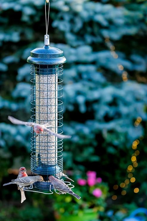 Brome Squirrel Solution 150 Squirrel-Proof Bird Feeder for Wild Birds 4 Stainless Steel Perches, 2.6 lb Seed Capacity, Chew-Proof, Free Seed Funnel Included