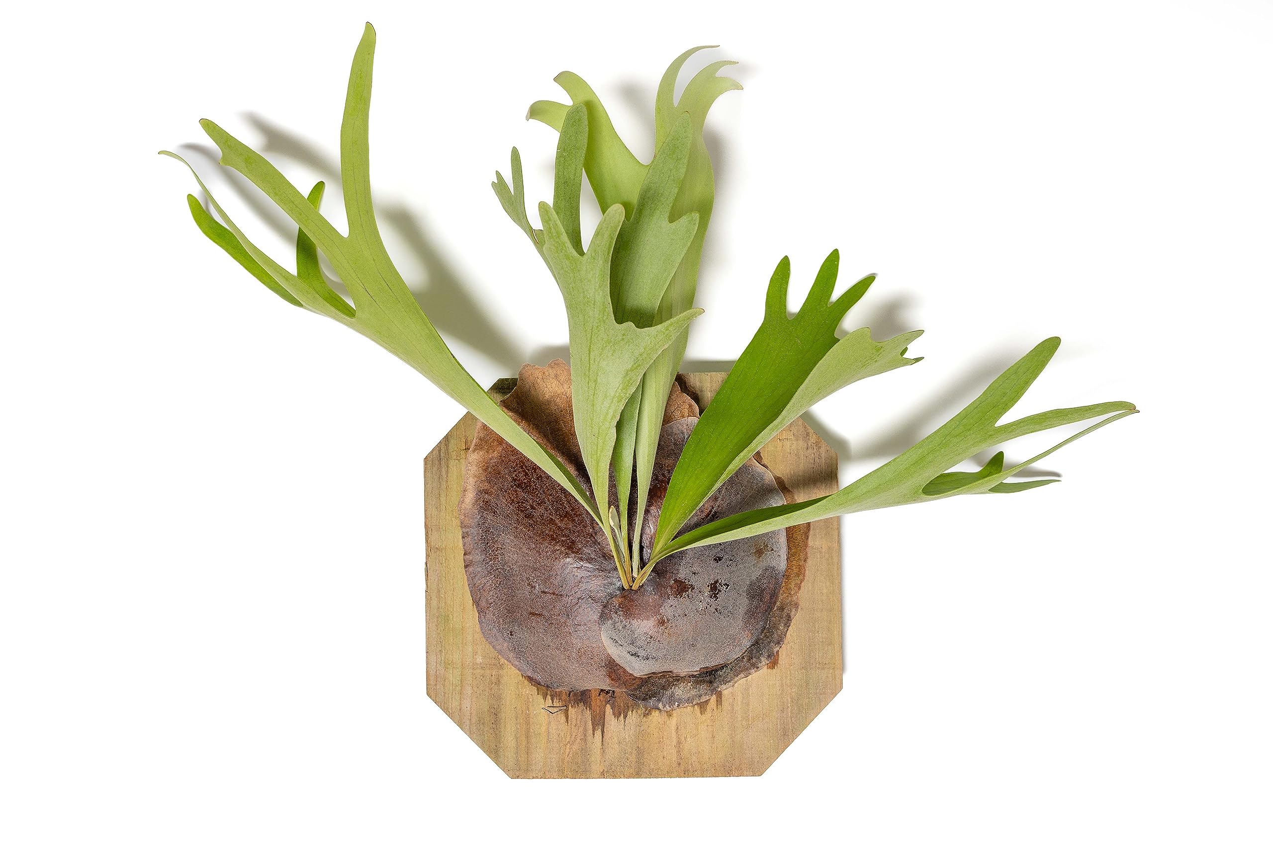 Air Plant Shop Mounted Staghorn Fern