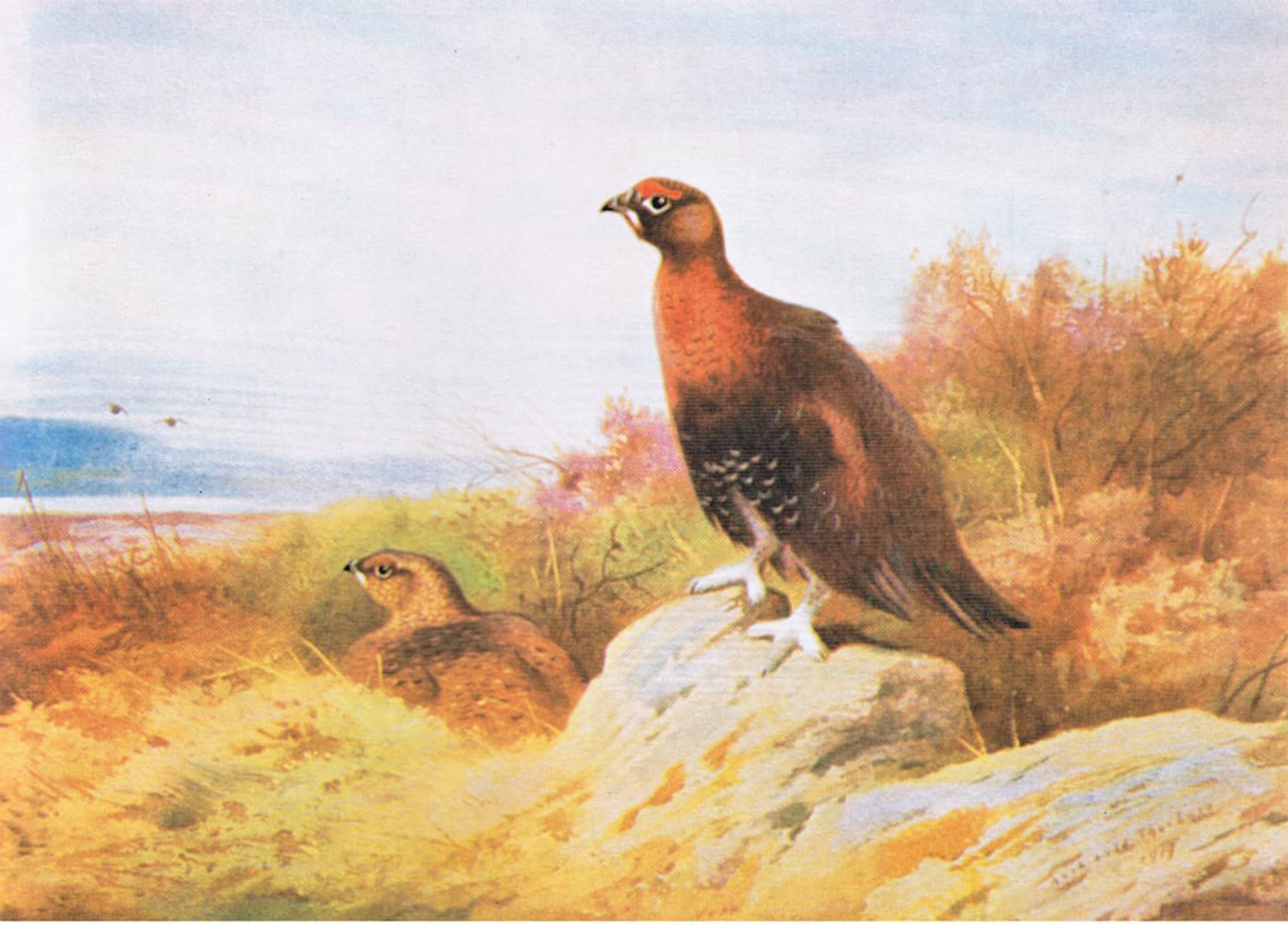 ARTXLXXBN Famous Painting Art Wall Decor Abstract Art Picture Red Grouse Pub by Archibald Thorburn Animal Pictures for Home Decor 60x90cm