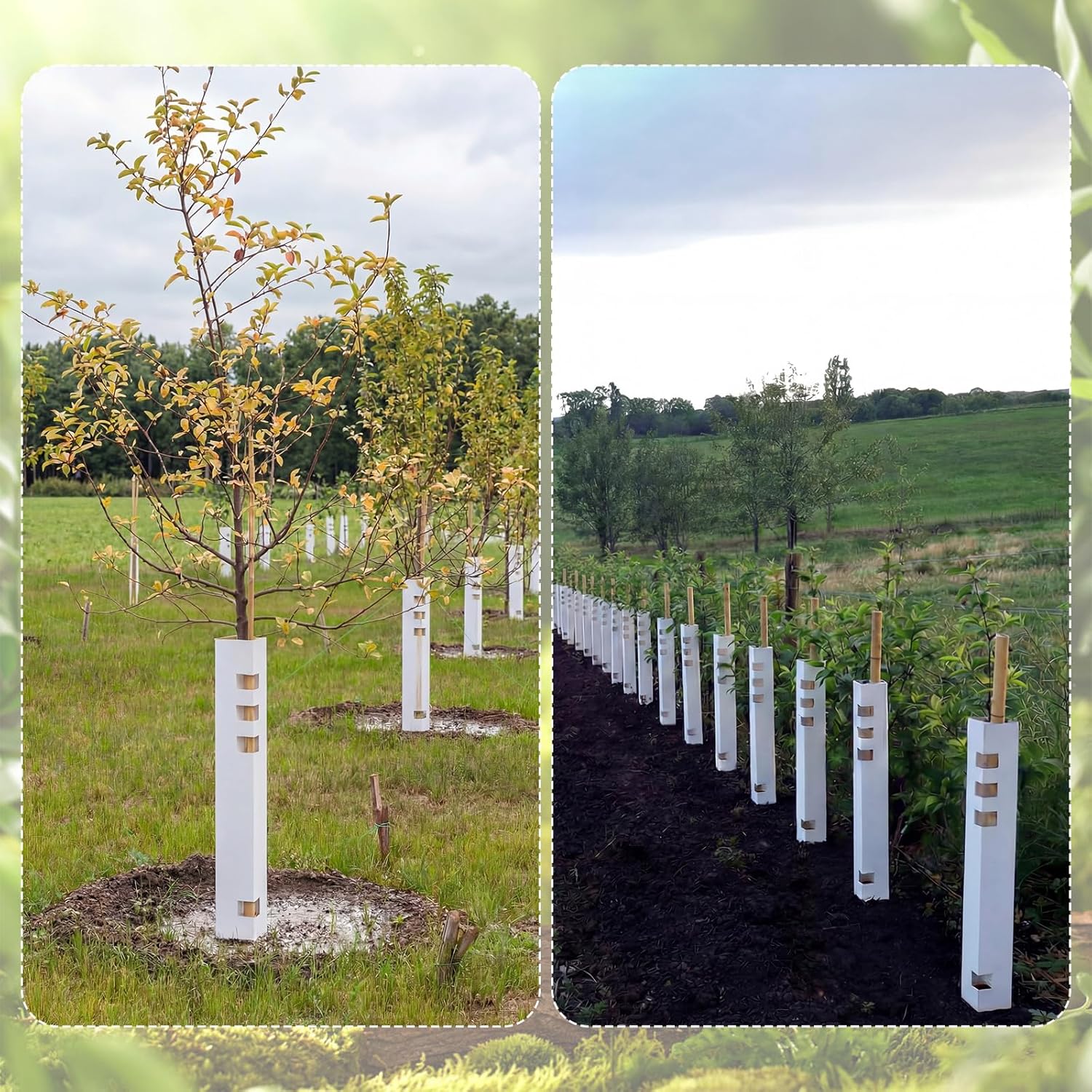 Nuanchu 10 Pack 24 Inch Tree Seedling Sapling Grow Tubes Paper Hedge Guards Standard Vented Seedling Protectors Tree Grow Protector Plant Shelter for Cuttings Outdoor (White)