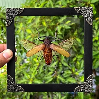 Real Framed Giant Beetle Dead Insect Dried Big Bug 3D Floating Shadow Box Wooden Frame Taxidermy Specimen Display Oddity Tabletop Wall Hanging Home Decor K16-64-KINH