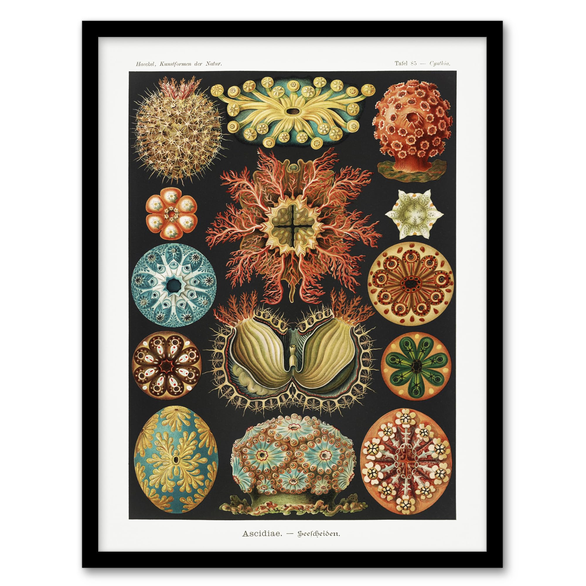 Artery8 Ascidiae Colourful Marine Life Wall Art Print Framed Poster 12X16 Artwork By Haeckel : Colourful Sea Life Artwork Perfect For Hallway Or Bedroom Adding Vibrant Pattern And Natural Elegance