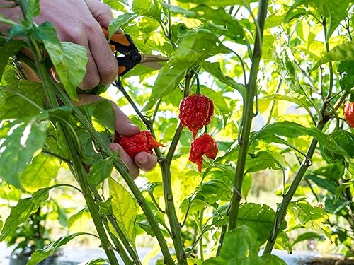 Miniatura 6 de Pepper Joe's Carolina Reaper Seeds - Paquete de 10 semillas de chile más calientes del mundo, cultivadas en Estados Unidos, semillas de Carolina