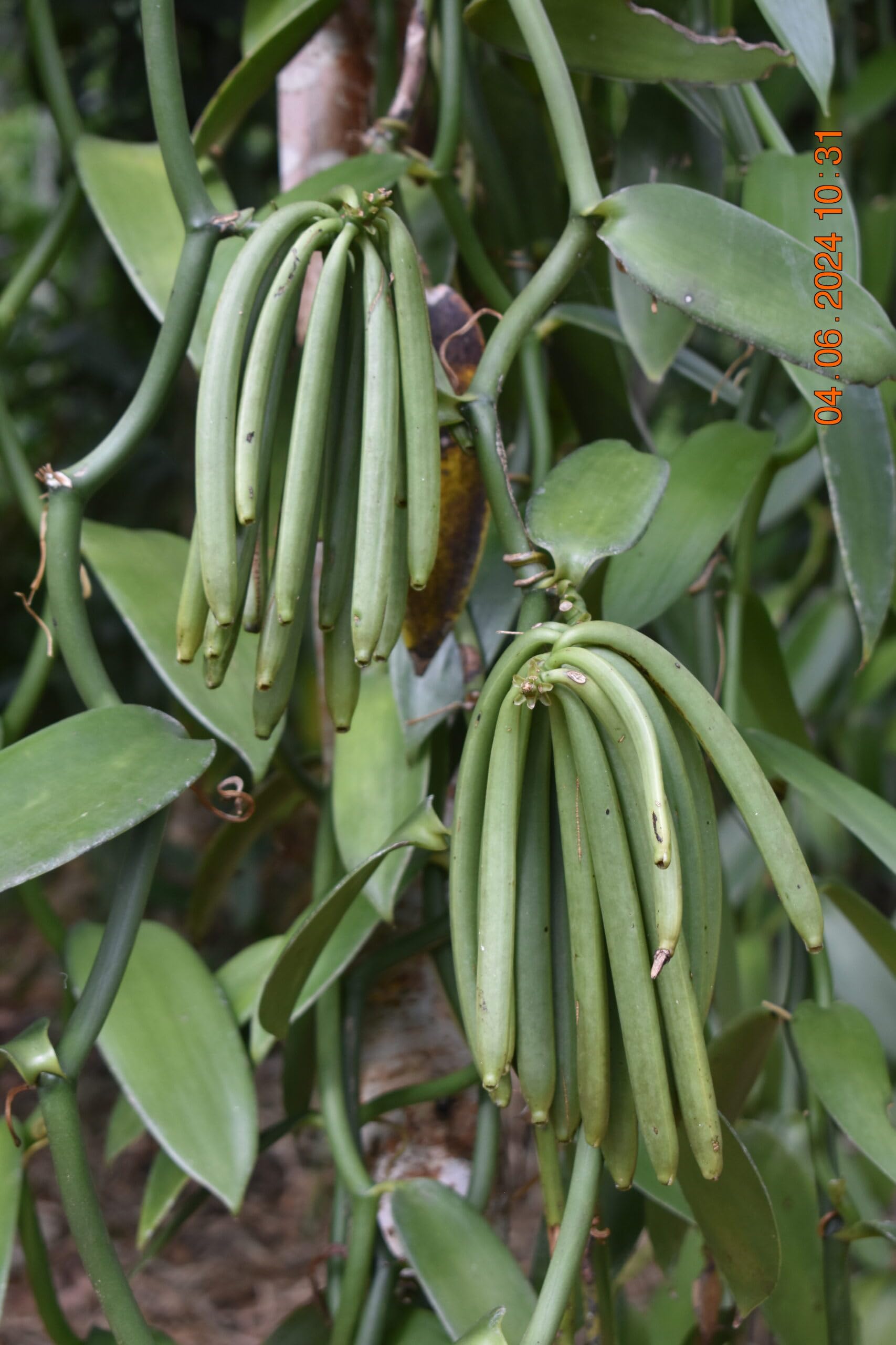 Vaniglia Bourbon del Madagascar - Bacelli Interi, Profumati e Carnosi - Confezione da 1 Kg - Prezzi da Ingrosso e Convenienti - Prodotto Premium per Professionisti (vaniglia da 14 a15 cm)