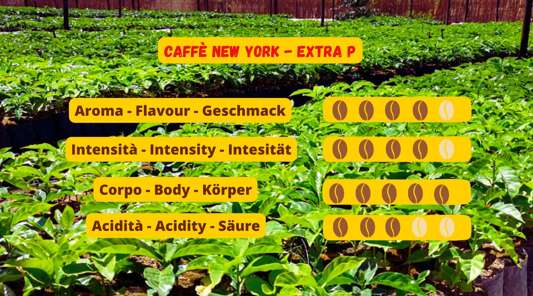 Café New York - EXTRA P - Café en grano, sabor fuerte e intenso, Arábica y Robusta en grano, para moler, café espresso italiano, mezcla para bares - desde 1930-1 kg, en grano