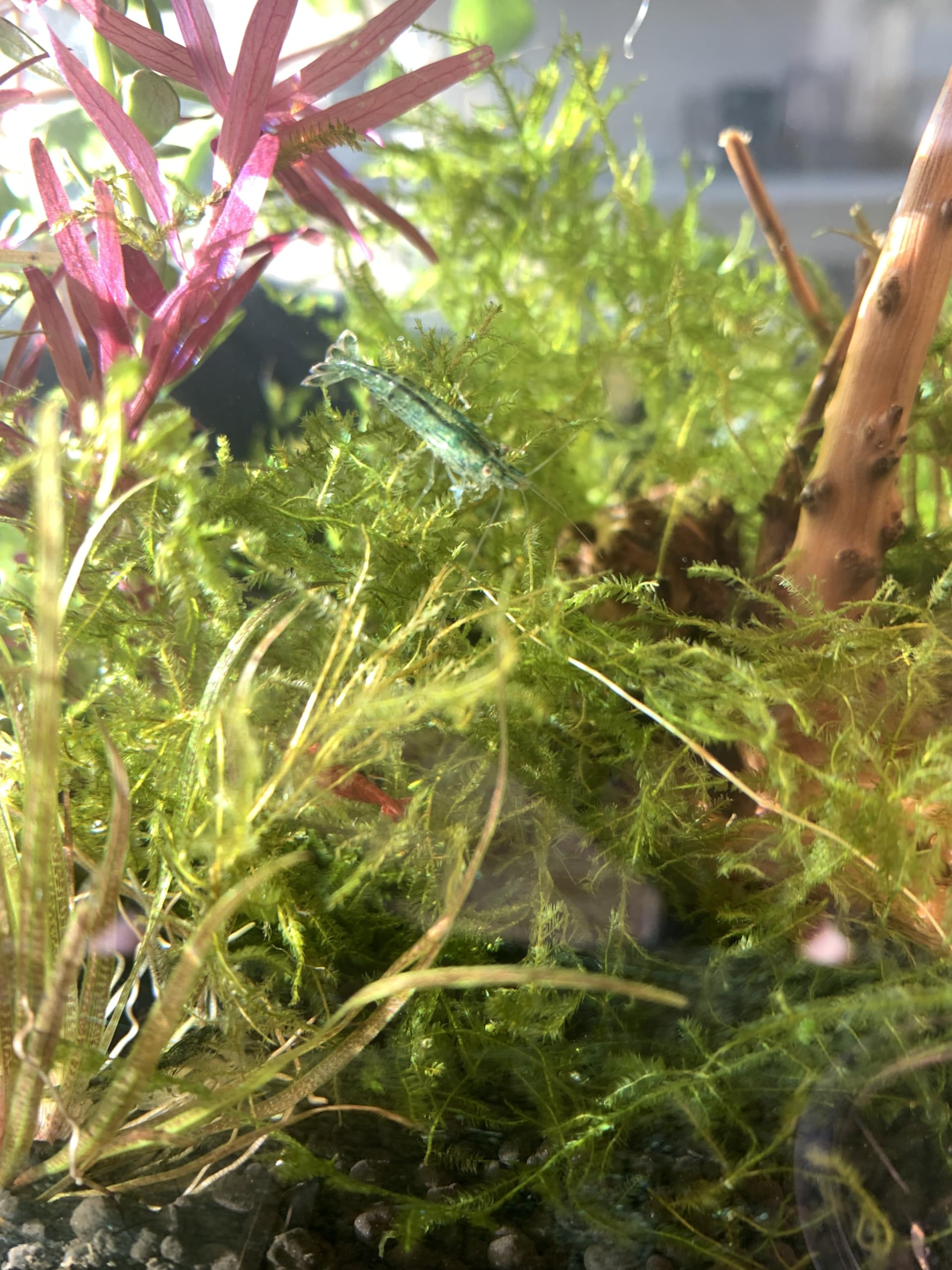 Amazon.co.jp: マツモ 金魚藻 10本 水草 水槽 アクアリウム メダカ