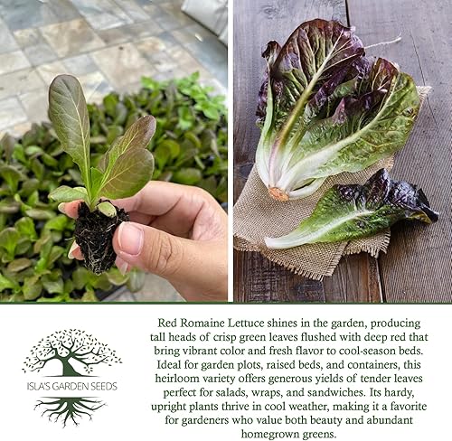 Miniatura 6 de Semillas de lechuga romana roja para plantar, más de 1000 semillas tradicionales por paquete, semillas de jardín de Isla (semillas de jardín de