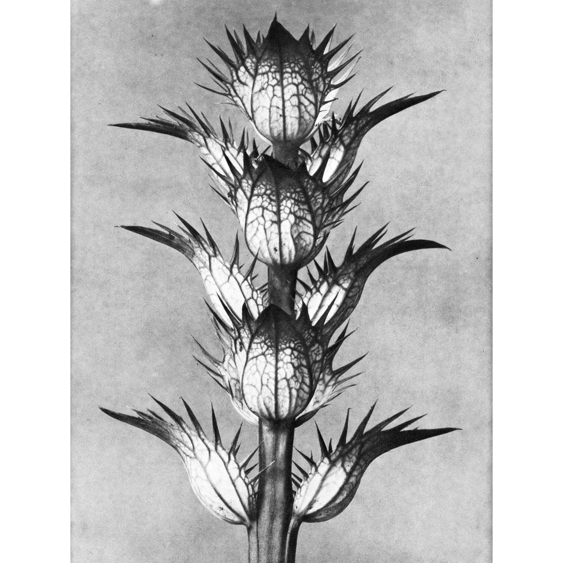 Amazon.com: Artery8 Karl Blossfeldt Plant Study Flower Vintage