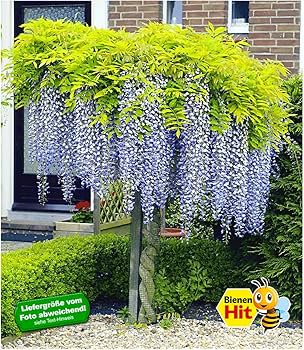 Column Bart Zomerdijk: Bloemen blijven toch machtig mooi! - Flessenpost uit Egmond