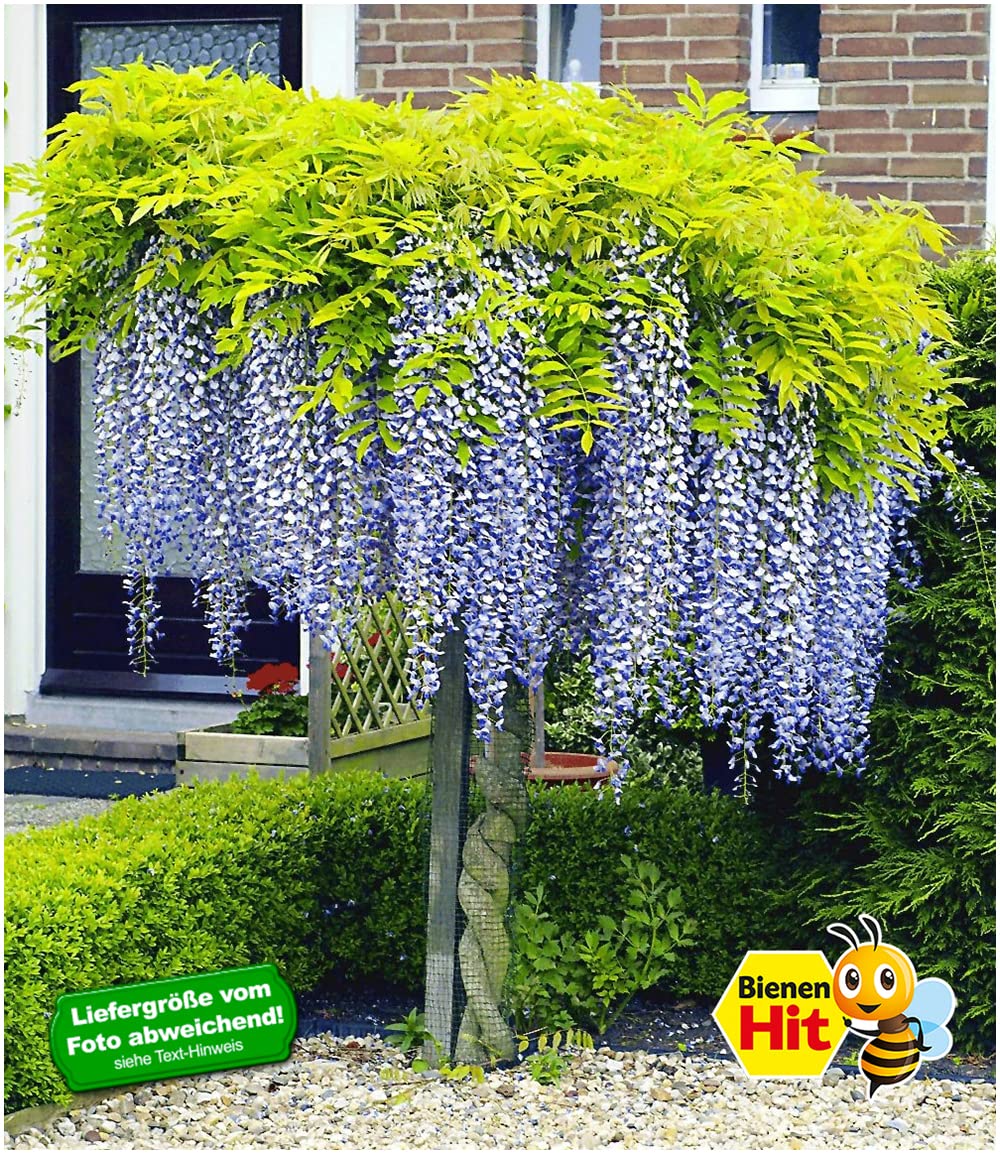 Winterharde Vaste Planten 'elegant in wit
