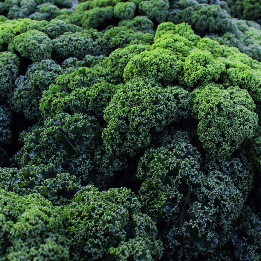 Kale 'Reflex' Plugs Brassica oleracea (Acephala Group) Hardy Annual Vegetable Garden Plants Easy to Grow Your Own 10 x Postiplugs by Thompson and Morgan