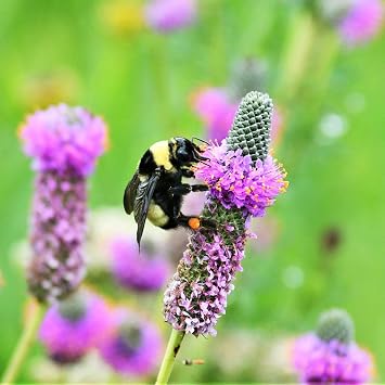 Eden Brothers Clover Seeds - Purple Prairie