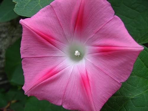 Miniatura 3 de Seeds Ruby Morning Glory Annual Flowers for Planting