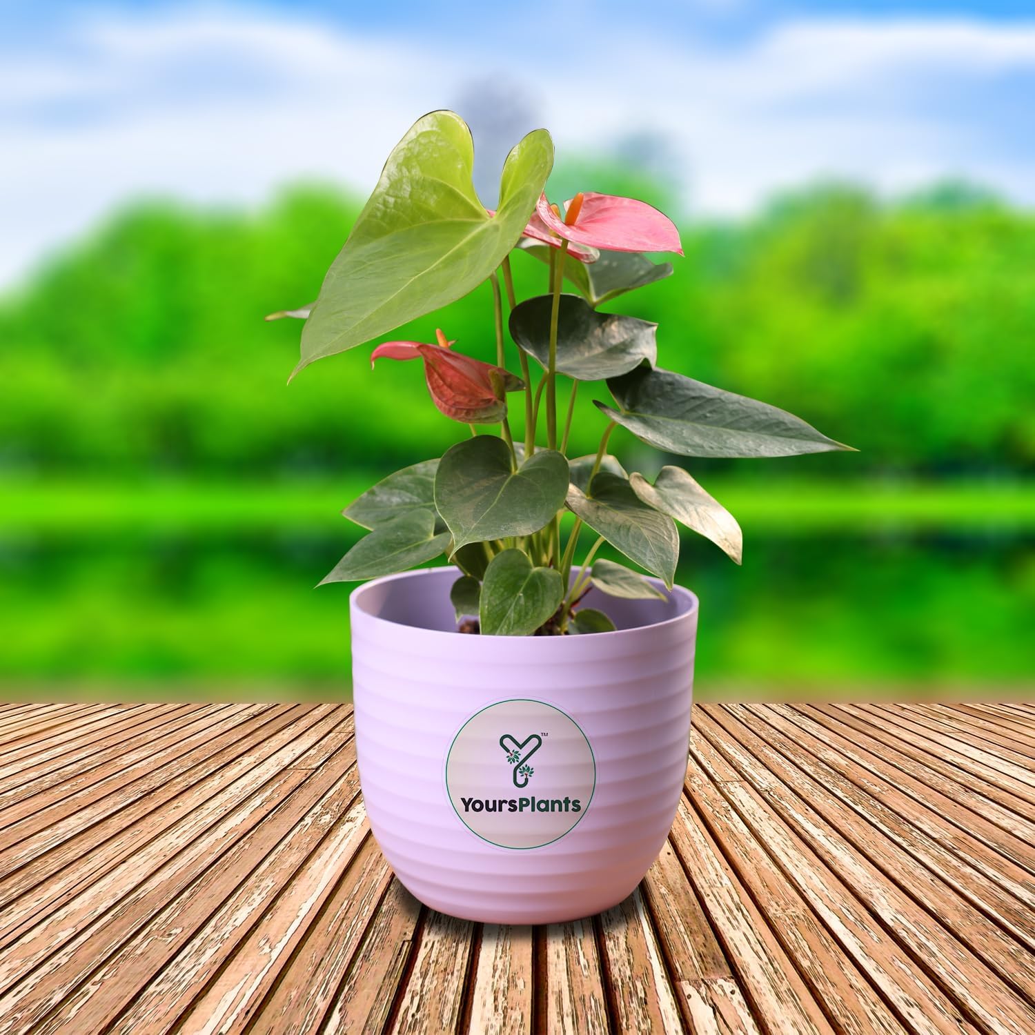 Anthurium Flowering Indoor Plant, NASA Approved Air-Purifier in colorful decorative Pot (Pink) (B0CPYCJ2VP) Amazon Price History, Amazon Price Tracker