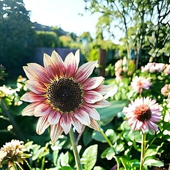 sunflower 2本 Yellow Blue Blooms to Your Garden, Planting Guide for Yellow