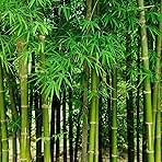 200+ Fresh Giant Bamboo Seeds for Planting - Quick Growth and Winter Hardy Privacy Screen, Good for Environment